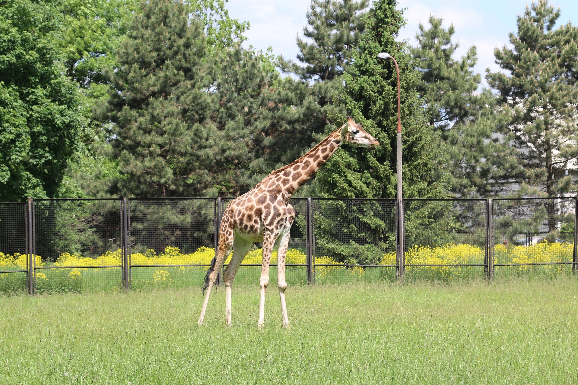 Hilti adopts Anastazja the giraffe