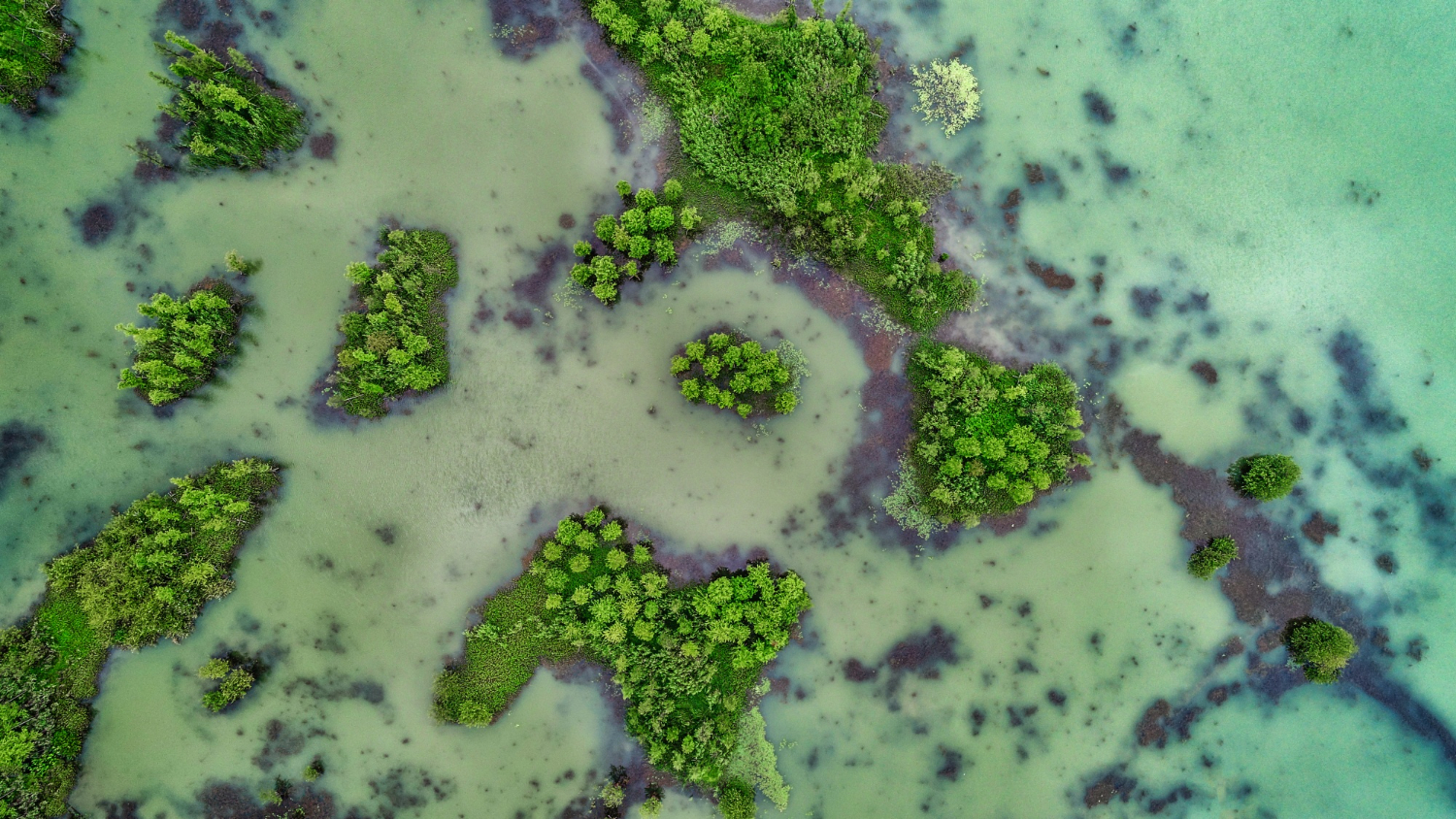 MKiŚ: mimo niskich temperatur „złota alga” utrzymuje się w starorzeczach Odry