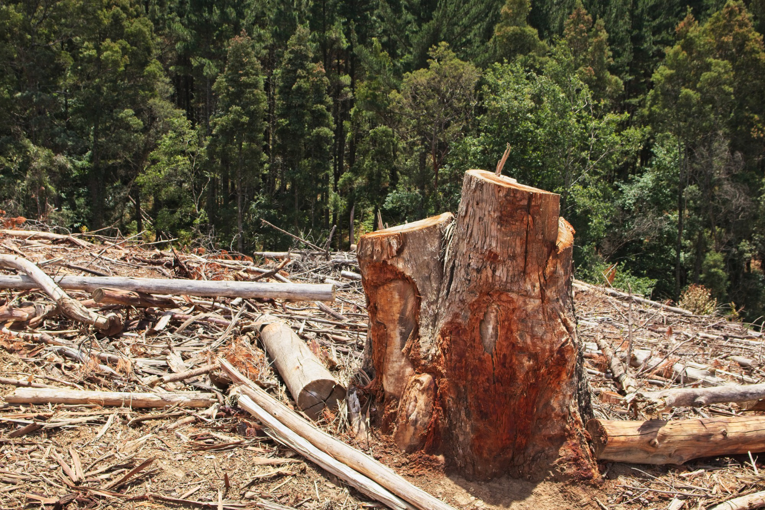 Zwiększona ochrona lasów częścią planów rządu. Zmiany klimatu i intensywne wycinki znacznie pogorszyły ich kondycję