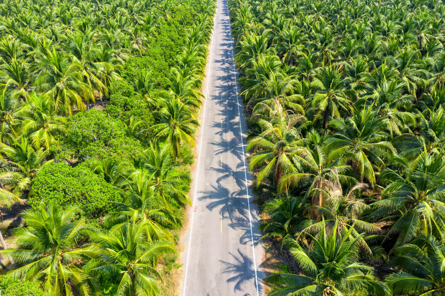Konsumenci kojarzą olej palmowy głównie z degradacją środowiska. Niewiele wiedzą o jego certyfikacji