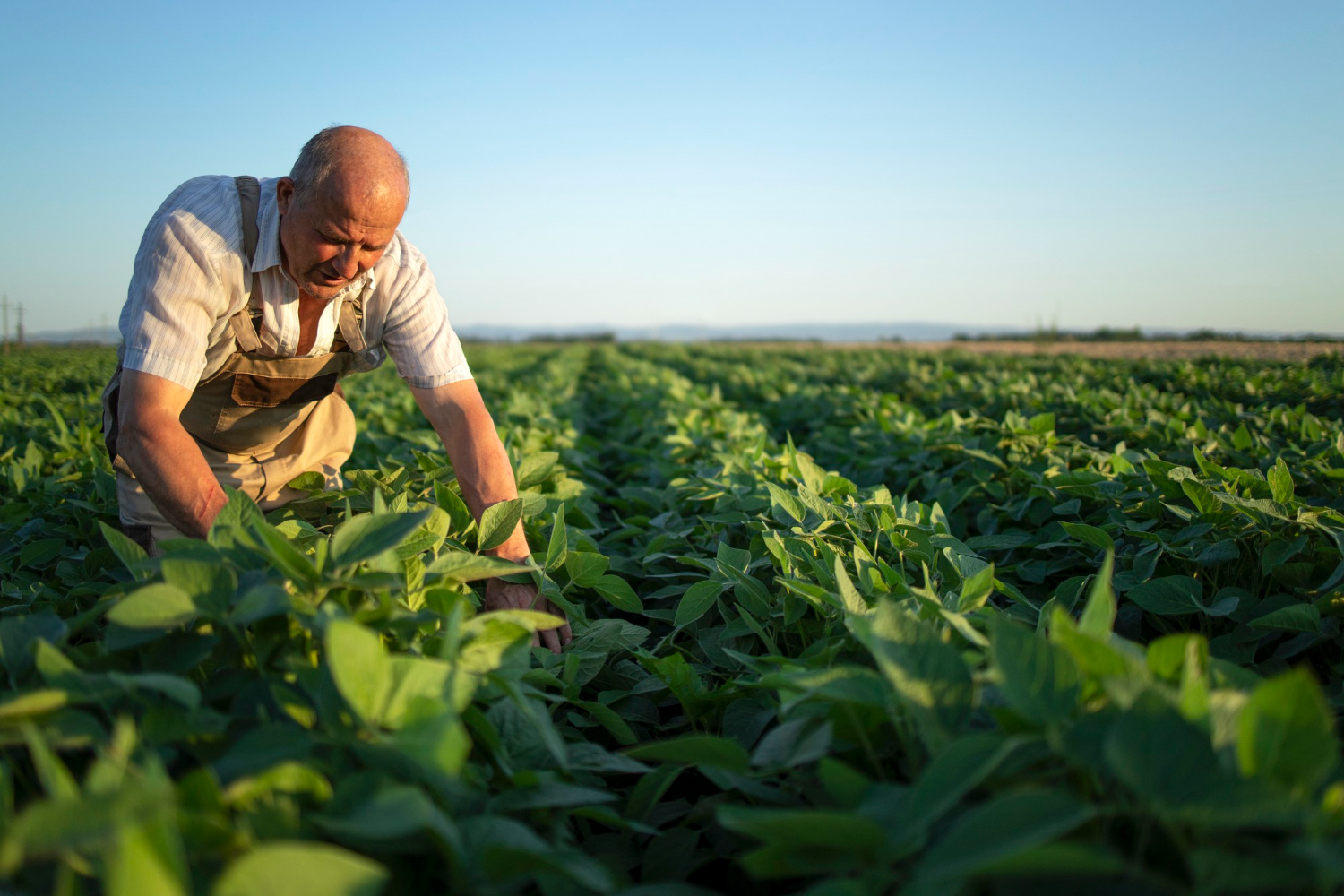 Rolnictwo regeneracyjne narzędziem do walki z CO2 w sektorze upraw