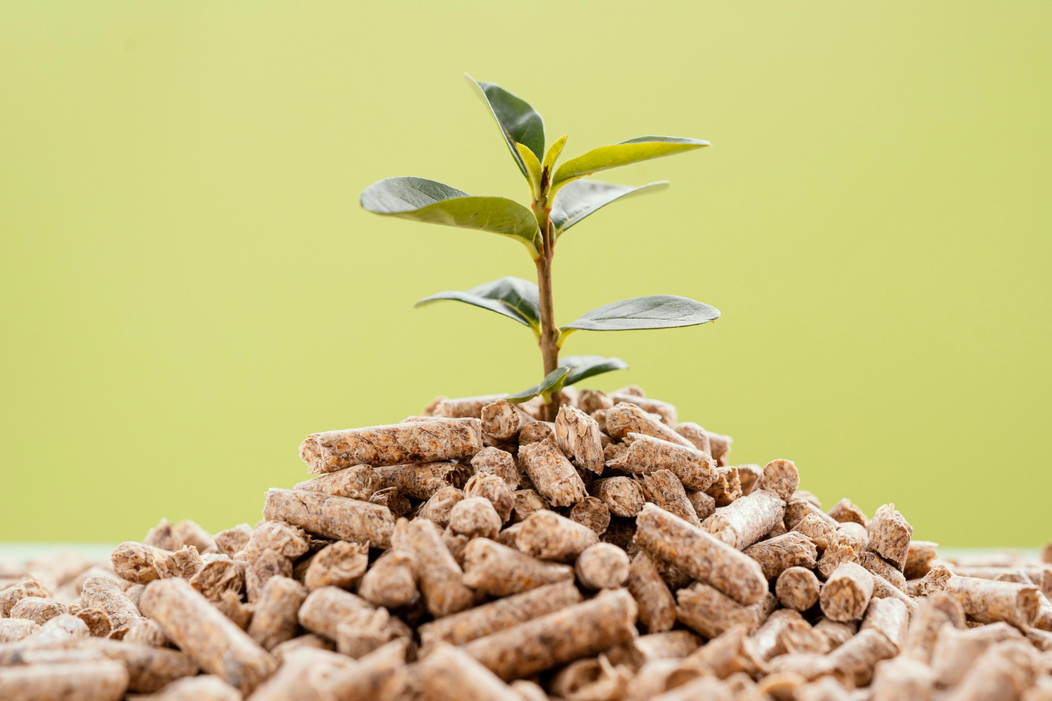 Biomasa z miskanta z upraw na zanieczyszczonych glebach przydatna w produkcji biopaliw i biomateriałów