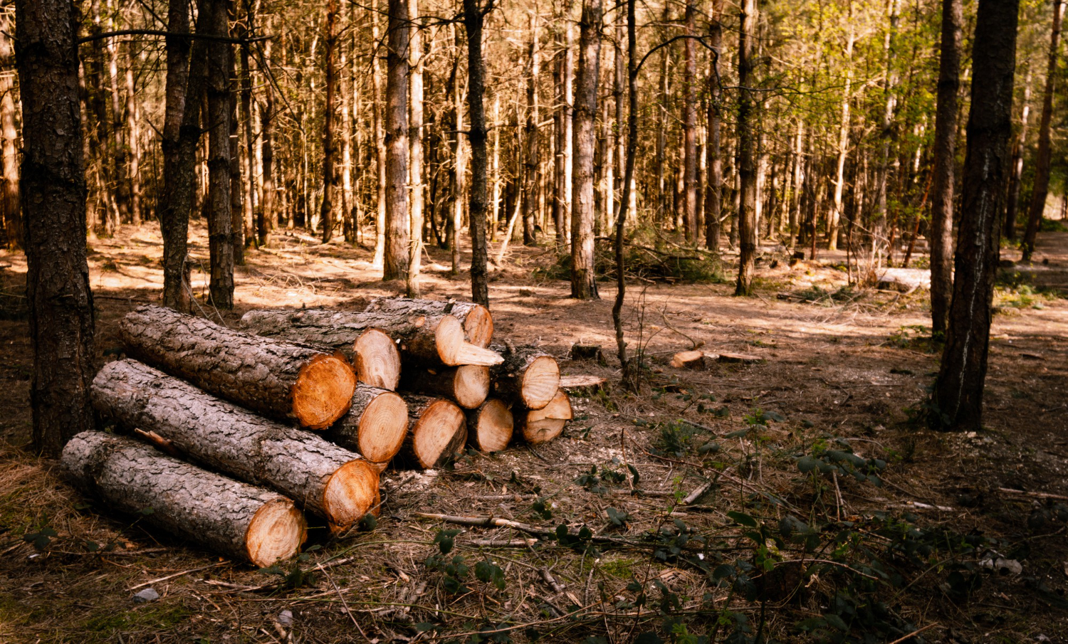 Greenpeace: Prawie 6 tys. ciężarówek pełnych drzew wyjeżdża codziennie z polskich lasów. Wycinki trwają tam, gdzie nie wolno