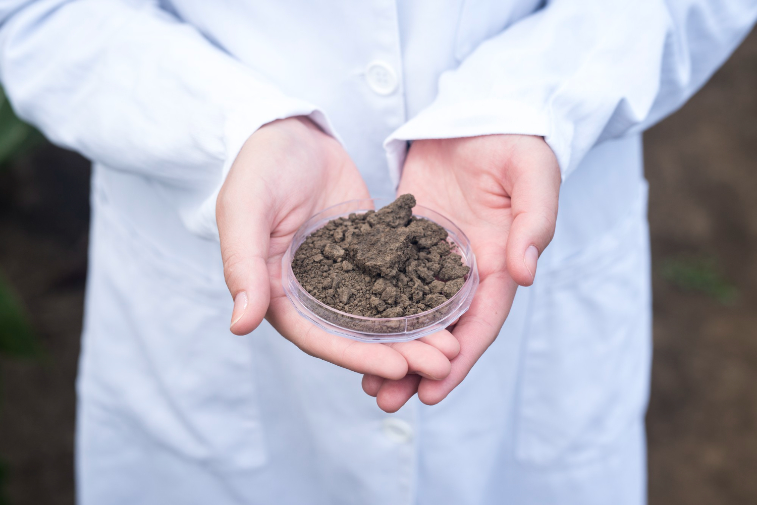 Bioremediacja sposobem na oczyszczenie gleby z toksycznego kreozotu