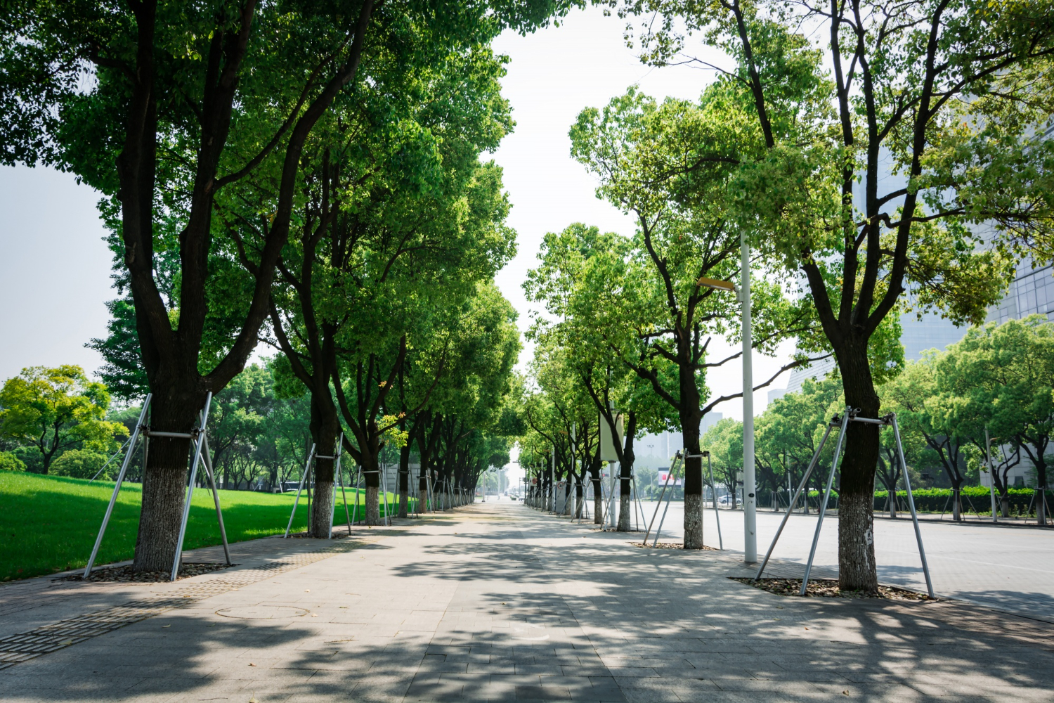 Przegrzane drzewa przyczyniają się do zanieczyszczenia powietrza w miastach