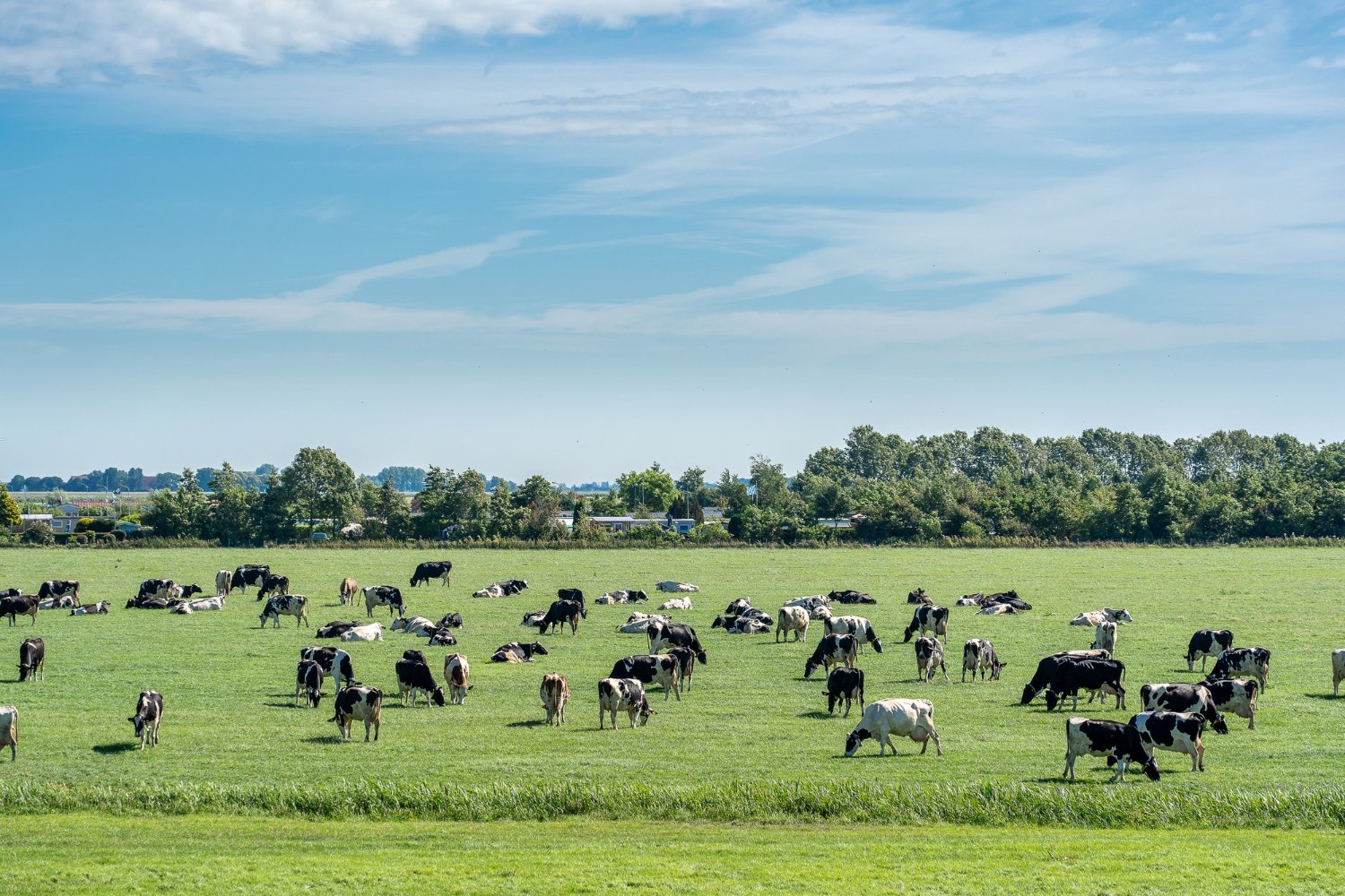 Produkcja mięsa emituje ponad dwa razy więcej gazów cieplarnianych niż dopuszczają cele środowiskowe