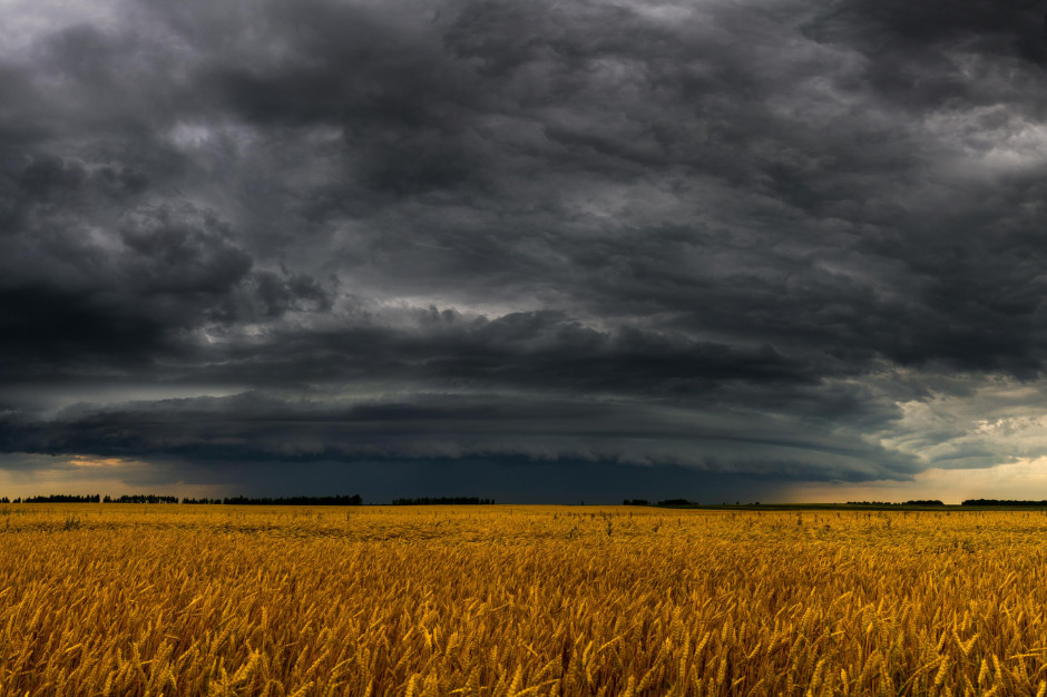 Rolnicy coraz częściej tracą plony przez ekstremalne zjawiska pogodowe. Dobrowolne ubezpieczenia majątkowe zyskują na znaczeniu