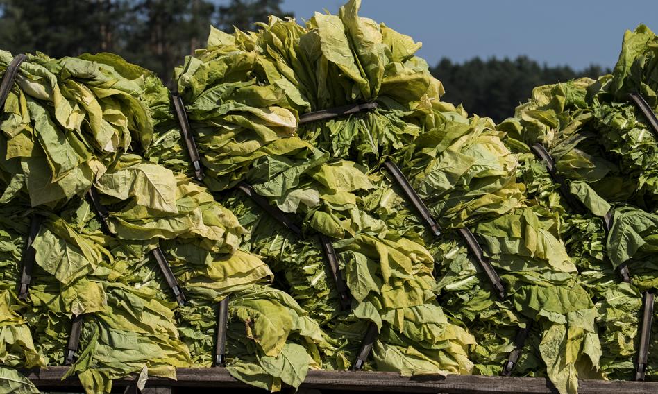 Zmiana w przepisach o ochronie zdrowia może uderzyć w tysiące polskich plantatorów tytoniu. Potrzebna jest deregulacja