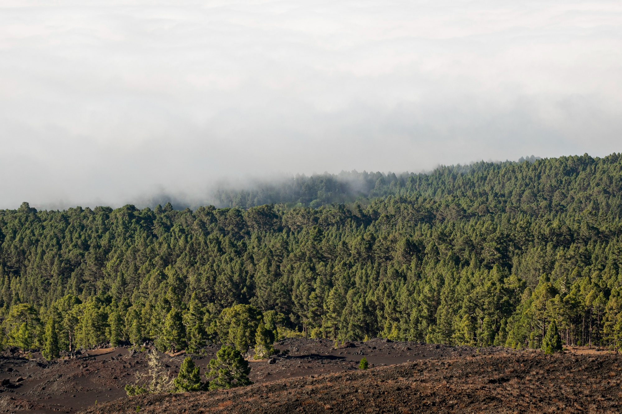Stężenie dwutlenku węgla w atmosferze rośnie rekordowo szybko. Naturalne ekosystemy coraz mniej go pochłaniają Stężenie dwutlenku węgla w atmosferze rośnie rekordowo szybko. Naturalne ekosystemy coraz mniej go pochłaniają