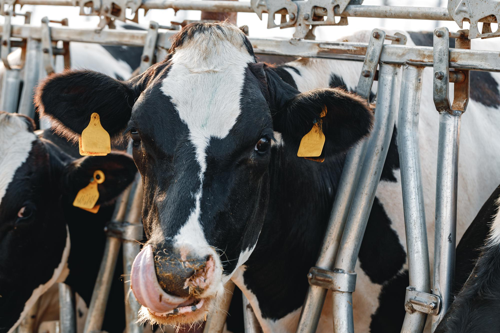 Zainteresowanie biogazowniami rolniczymi coraz większe. Liczba wniosków o dofinansowanie wzrosła siedmiokrotnie w ciągu roku Zainteresowanie biogazowniami rolniczymi coraz większe. Liczba wniosków o dofinansowanie wzrosła siedmiokrotnie w ciągu roku