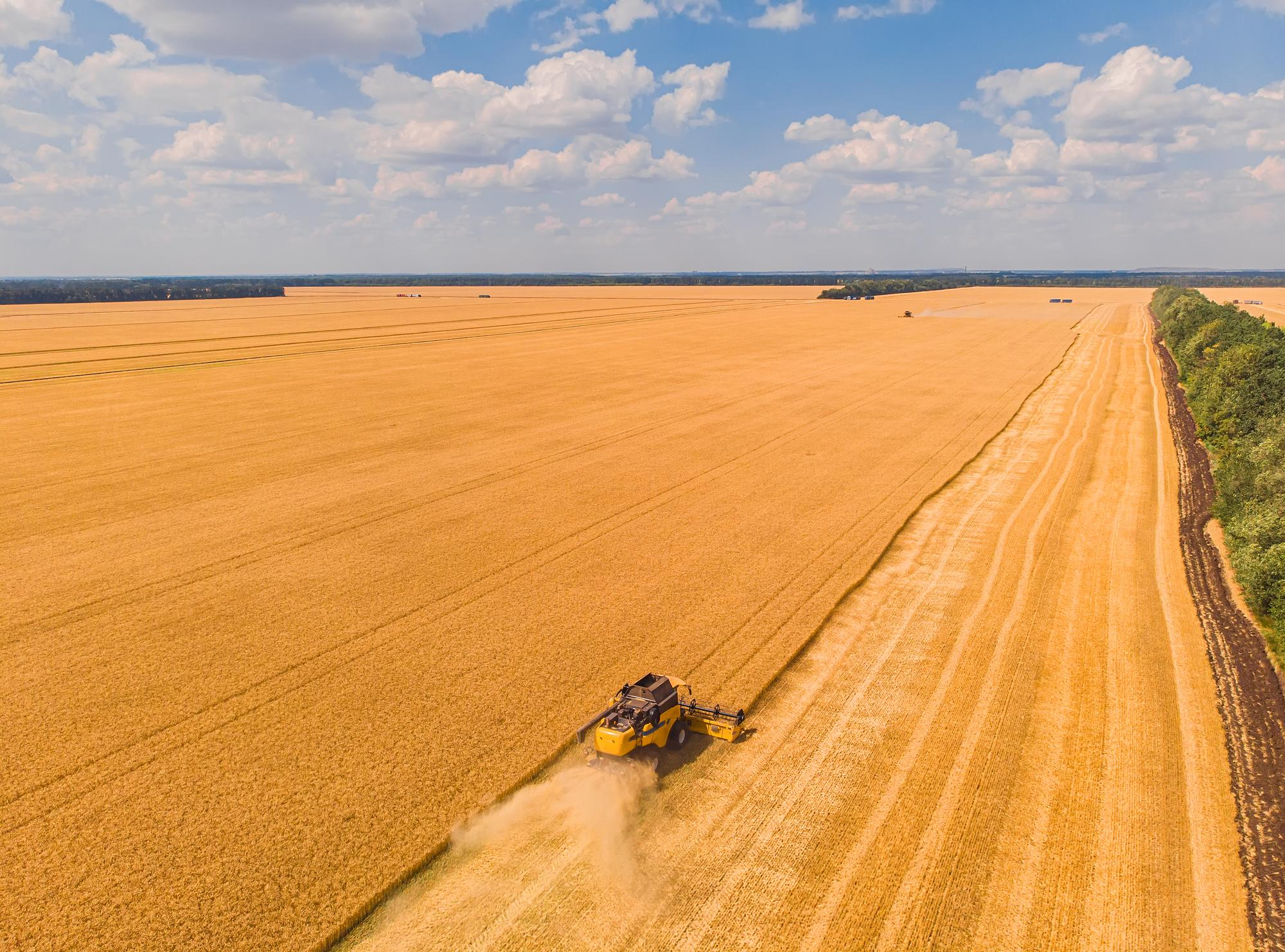 Jakość polskich zbóż w czołówce UE. Produkcja coraz częściej jest wspierana przez cyfryzację i nowe techniki hodowli Jakość polskich zbóż w czołówce UE. Produkcja coraz częściej jest wspierana przez cyfryzację i nowe techniki hodowli