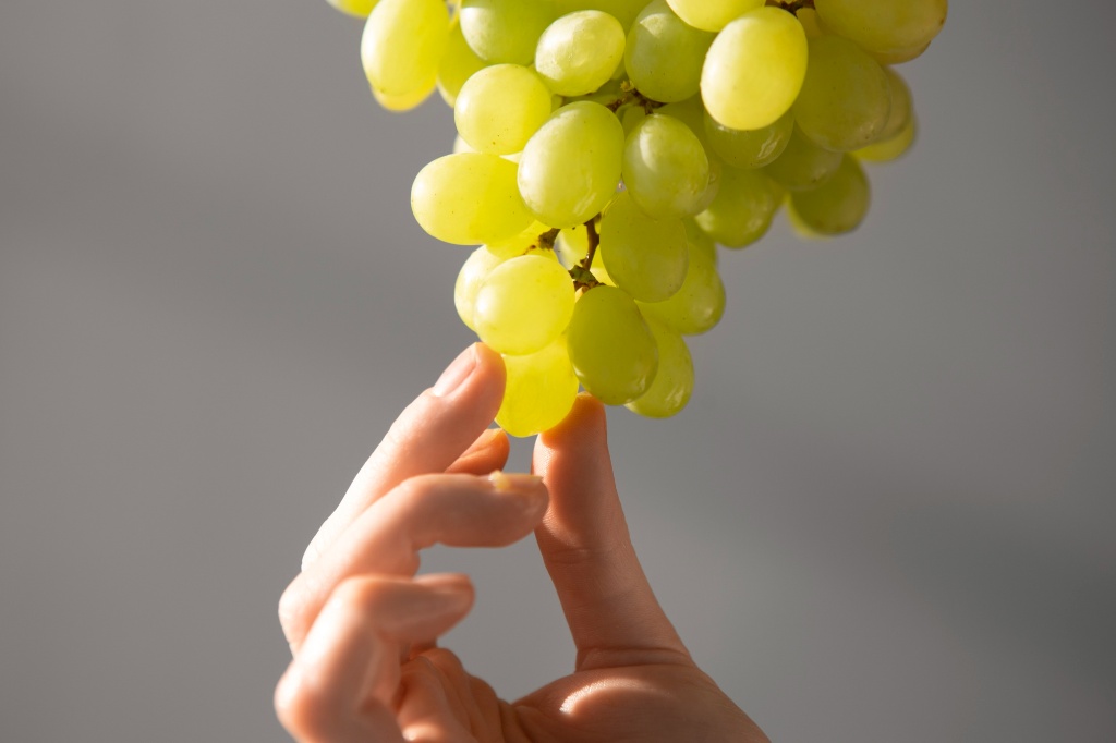 Winogrona jako naturalna tarcza przed słońcem