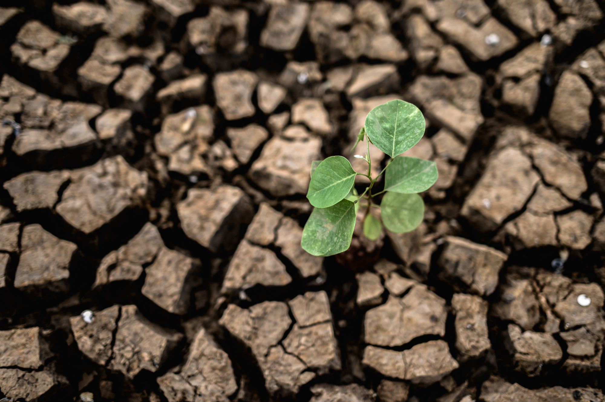 Szefowa EEA: zmiany klimatu mogą sprawić, że część Europy przestanie nadawać się do upraw Szefowa EEA: zmiany klimatu mogą sprawić, że część Europy przestanie nadawać się do upraw