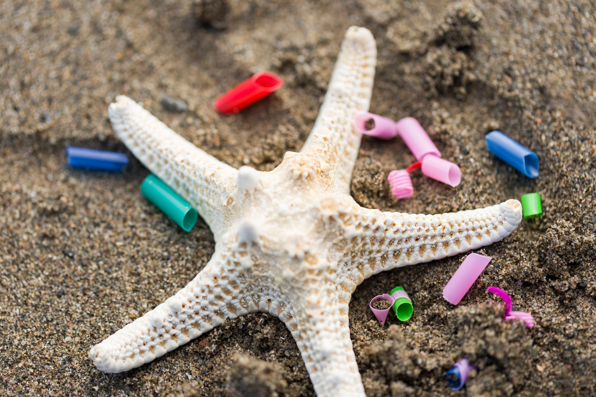 Mikroplastik może przenosić chemikalia, patogeny i geny oporności na antybiotyki