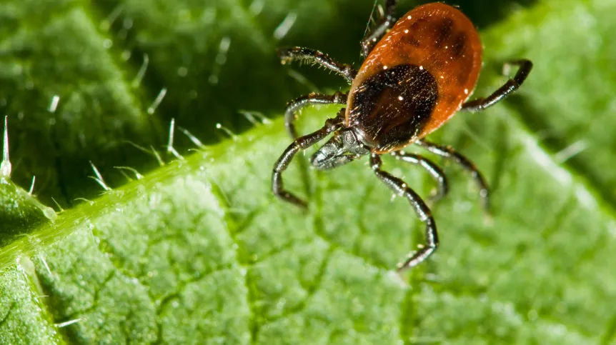 Badanie migracji kleszczy za pomocą aplikacji na telefon